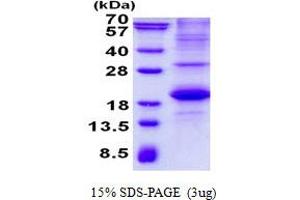 Image no. 1 for Signaling Lymphocytic Activation Molecule Family Member 1 (SLAMF1) protein (His tag) (ABIN6387103)