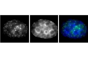 RNA pol II phospho Ser7 antibody (mAb) (Clone 3D4A12) tested by Immunofluorescence. (Rpb1 CTD anticorps  (pSer7))