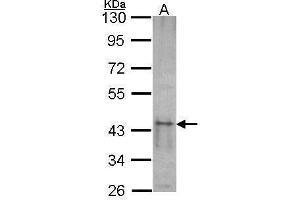 WB Image Sample (30 ug of whole cell lysate) A: NT2D1 10% SDS PAGE SKAP55 antibody antibody diluted at 1:1000 (SKAP1 anticorps)