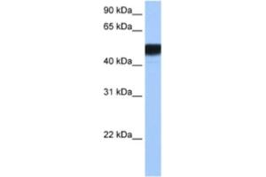 Western Blotting (WB) image for anti-Hepatocyte Nuclear Factor 4 gamma (HNF4G) antibody (ABIN2462865) (HNF4 gamma anticorps)
