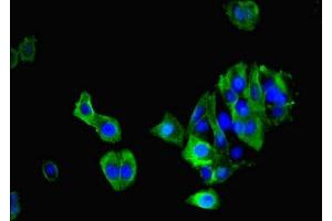 Immunofluorescent analysis of HepG2 cells using ABIN7166485 at dilution of 1:100 and Alexa Fluor 488-congugated AffiniPure Goat Anti-Rabbit IgG(H+L)