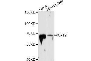 Western blot analysis of extracts of various cell lines, using KRT2 antibody (ABIN5998100) at 1/1000 dilution. (Keratin 2 anticorps)