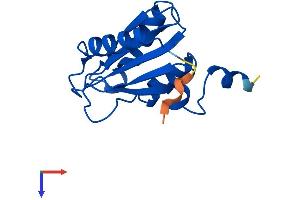 AlphaFold protein structure predicition of Mouse Recombinant Cda Protein, UniprotID P56389