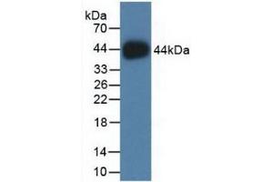 Detection of Recombinant HIST2H2AC, Human using Polyclonal Antibody to Histone Cluster 2, H2ac (HIST2H2AC) (HIST2H2AC anticorps  (AA 1-129))