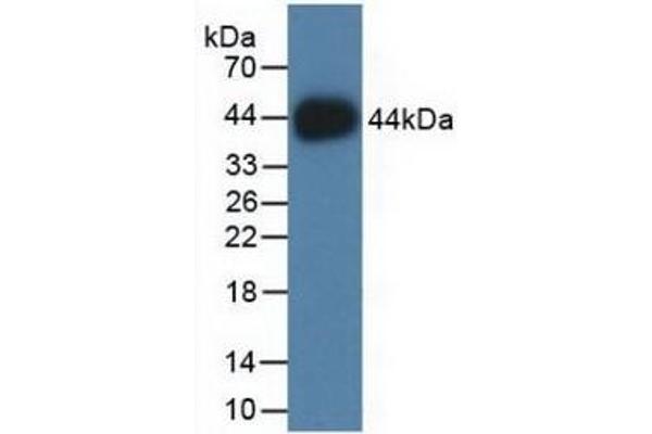 HIST2H2AC antibody  (AA 1-129)