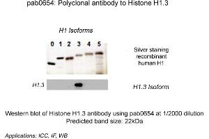 Image no. 1 for anti-Histone H1.3 (HIST1H1D) (N-Term) antibody (ABIN410166)