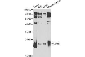 Western blot analysis of extracts of various cell lines, using CD3E Antibody (ABIN5970879) at 1/1000 dilution. (CD3 epsilon anticorps)