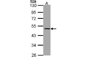 WB Image Sample (30 ug of whole cell lysate) A: Hela 10% SDS PAGE antibody diluted at 1:1000