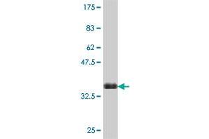 Western Blot detection against Immunogen (35.