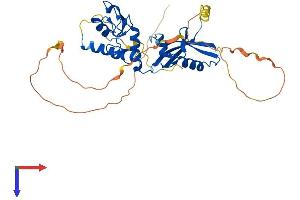 AlphaFold protein structure predicition of Mouse Recombinant Pcgf2 Protein, UniprotID P23798