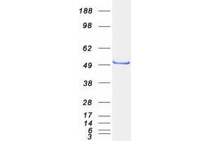 Validation with Western Blot