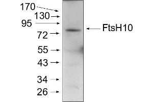 Experimental conditions: Mitochondria were isolated as described by Urantowka et al. (FtsH10 anticorps  (C-Term))
