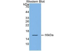 Detection of Recombinant MIg, Mouse using Polyclonal Antibody to Monokine Induced By Interferon Gamma (MIg) (CXCL9 anticorps  (AA 22-126))