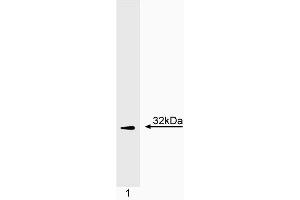 Western blot analysis of CD3zeta. (CD247 anticorps  (C-Term))