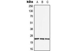 Western blot analysis of APOBEC3A expression in HEK293T (A), SP2/0 (B), H9C2 (C) whole cell lysates. (APOBEC3A anticorps  (Center))