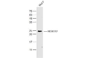 MCF-7 lysates probed with HOXD12 Polyclonal Antibody, Unconjugated  at 1:300 dilution and 4˚C overnight incubation. (HOXD12 anticorps  (AA 171-270))