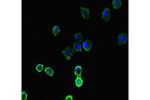 Immunofluorescent analysis of HepG2 cells using ABIN7157778 at dilution of 1:100 and Alexa Fluor 488-congugated AffiniPure Goat Anti-Rabbit IgG(H+L)