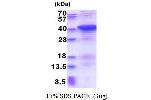 SDS-PAGE (SDS) image for PDZ and LIM Domain 1 (PDLIM1) (AA 1-329) protein (His tag) (ABIN5853503) (PDLIM1 Protein (AA 1-329) (His tag))