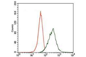 Flow cytometric analysis of HeLa cells using MAP2 mouse mAb (green) and negative control (red).