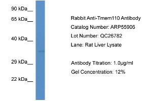 Western Blotting (WB) image for anti-Transmembrane Protein 110 (TMEM110) (C-Term) antibody (ABIN2786432) (TMEM110 anticorps  (C-Term))