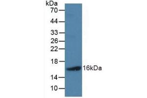 Detection of Recombinant NPPB, Human using Polyclonal Antibody to Natriuretic Peptide Precursor B (NPPB) (NPPB anticorps  (AA 27-134))