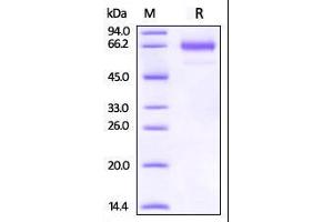 Rhesus macaque OX40, Fc Tag on SDS-PAGE under reducing (R) condition. (TNFRSF4 Protein (AA 28-214) (Fc Tag))