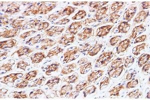 Immunohistochemistry of paraffin-embedded Rat stomach using BSG Polyclonal Antibody at dilution of 1:200 (CD147 anticorps)