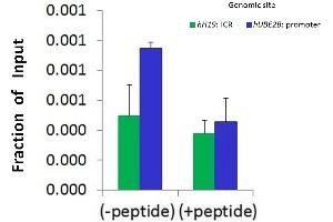 Chromatin Immunoprecipitation (ChIP) Using SRF antibody - N-terminal region  and HCT116 Cells