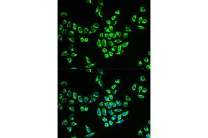 Immunofluorescence (IF) image for anti-Mitochondrial Ribosomal Protein L28 (MRPL28) antibody (ABIN1876936) (MRPL28 anticorps)