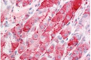 Anti-C14orf1 antibody  ABIN960745 IHC staining of human stomach. (C14orf1 anticorps  (Internal Region))