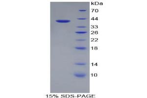 SDS-PAGE analysis of Rat Apolipoprotein A2 Protein. (APOA2 Protéine)