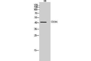 Western Blotting (WB) image for anti-Natural Killer Cell Receptor 2B4 (CD244) (Internal Region) antibody (ABIN3188025) (2B4 anticorps  (Internal Region))