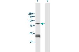 Western Blot analysis of GAS2L3 expression in transfected 293T cell line by GAS2L3 MaxPab polyclonal antibody. (GAS2L3 anticorps  (AA 1-694))