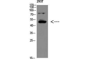Western Blot (WB) analysis of 293T using GDF-6 Polyclonal Antibody diluted at 1:500.