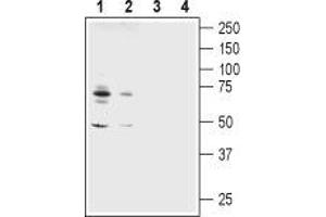 Western blot analysis of rat (lanes 1 and 3) and mouse (lanes 2 and 4) brain membranes:1,2. (Amiloride-Sensitive Cation Channel 2, Neuronal (ACCN2) Peptide)