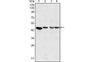 Western blot analysis using MAP2K2 mouse mAb against PC-12 (1), Jurkat (2), Hela (3) and NIH/3T3 (4) cell lysate. (MEK2 anticorps)