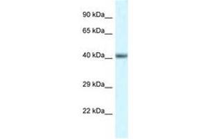 Image no. 1 for anti-POU Domain, Class 4, Transcription Factor 3 (POU4F3) (N-Term) antibody (ABIN6747512) (POU4F3 anticorps  (N-Term))