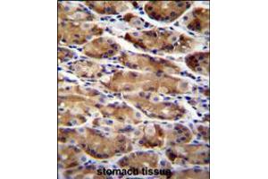 AT immunohistochemistry analysis in formalin fixed and paraffin embedded human stomach tissue followed by peroxidase conjugation of the secondary antibody and DAB staining. (ATG16L2 anticorps  (AA 277-304))