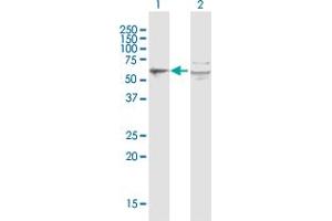 Western Blot analysis of PORCN expression in transfected 293T cell line by PORCN MaxPab polyclonal antibody. (PORCN anticorps  (AA 1-450))