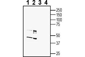 Western blot analysis of mouse brain membranes (lanes 1 and 3) and rat brain membranes (lanes 2 and 4):1-2.