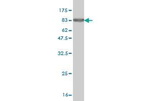 Western Blot detection against Immunogen (77. (ZSCAN21 anticorps  (AA 1-473))
