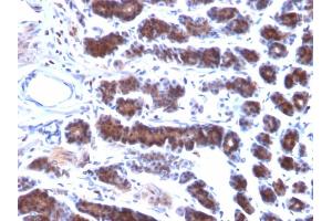 Formalin-fixed, paraffin-embedded Rat Stomach stained with Mesothelin Mouse Monoclonal Antibody (MSLN/2131).