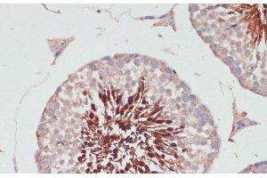 Immunohistochemistry of paraffin-embedded Mouse testis using PGK2 Polyclonal Antibody at dilution of 1:100 (40x lens).