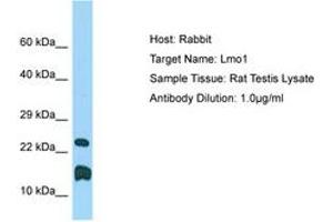 Image no. 1 for anti-LIM Domain Only 1 (Rhombotin 1) (LMO1) (C-Term) antibody (ABIN6749813) (LMO1 anticorps  (C-Term))