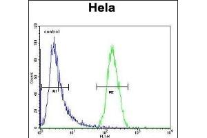 TRIM38 Antibody (C-term) (ABIN657328 and ABIN2846398) flow cytometric analysis of Hela cells (right histogram) compared to a negative control cell (left histogram). (TRIM38 anticorps  (C-Term))