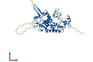 AlphaFold protein structure predicition of Mouse Recombinant Lmcd1 Protein, UniprotID Q8VEE1