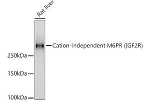 Western blot analysis of extracts of Rat liver, using Cation-independent M6PR (IGF2R) antibody (ABIN7267905) at 1:1000 dilution. (IGF2R anticorps)