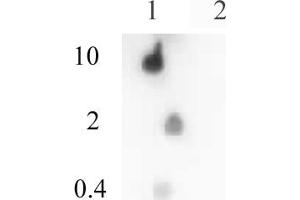 Histone H4ac (pan-acetyl) antibody (pAb) tested by dot blot analysis. (Histone H4ac anticorps  (N-Term))
