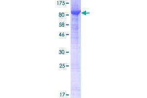 Image no. 1 for N-Glycanase 1 (NGLY1) (AA 1-654) protein (GST tag) (ABIN1312539)