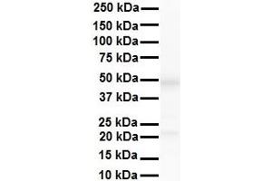 WB Suggested Anti-ERCC8 antibody Titration: 1 ug/mL Sample Type: Human liver